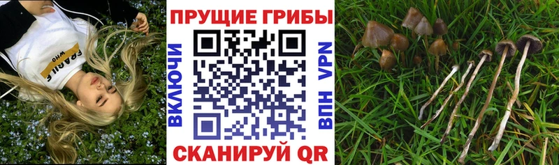 mega маркетплейс Камень-на-Оби Галлюциногенные грибы GOLDEN TEACHER купить наркотик